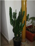 sukulenti